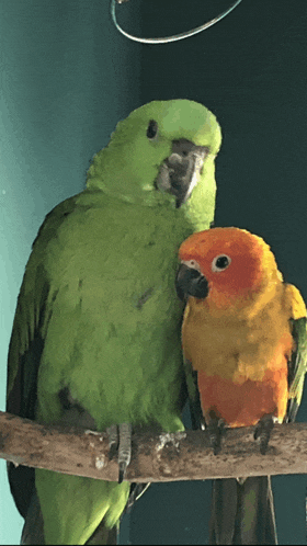 a green parrot and a yellow parrot are sitting on a branch