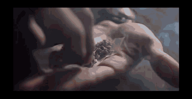 a close up of a person rolling a joint with marijuana in their hands .