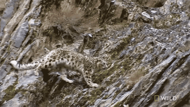 Climbing Snow Leopard Day GIF - Climbing Snow Leopard Day Look Out GIFs