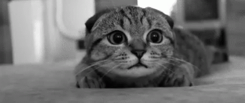 Super Scared Kitten GIF - Cute Cat Scared GIFs