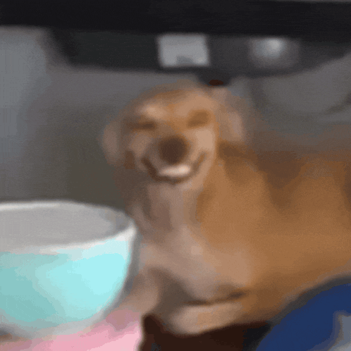 a dog is smiling while sitting next to a blue bowl