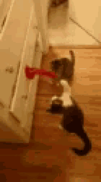 two cats are playing with a red door handle on a wooden floor .
