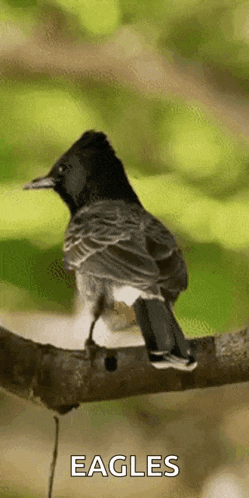 a bird perched on a tree branch with the word eagles written below it