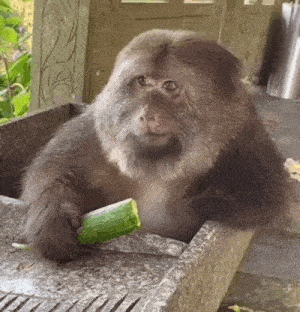 a monkey is sitting on a sink holding a cucumber in its hand .
