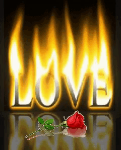 a red rose is in front of the word love