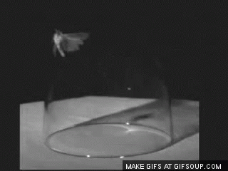 Moth Trapped GIF - Moth Trapped Flying GIFs