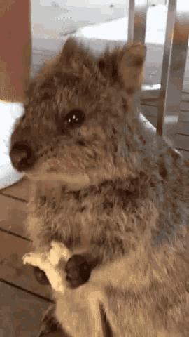 a close up of a small animal sitting on a table holding a piece of food .