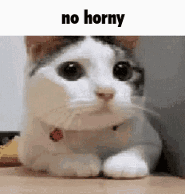 a white and brown cat is laying on a wooden table with the words `` no horny '' written above it .