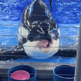 a killer whale is sitting in the water with its mouth open and looking at the camera .