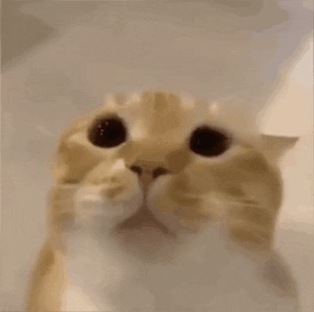 a close up of a cat 's face with the word sahood on the bottom right
