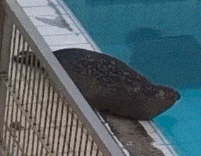 a seal laying on the edge of a swimming pool .