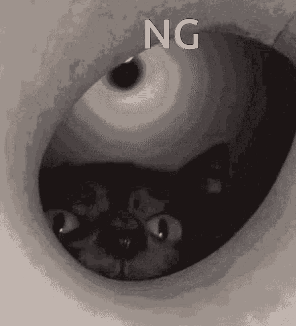 Nogame4321 Gfuelsniff GIF - Nogame4321 Gfuelsniff GIFs