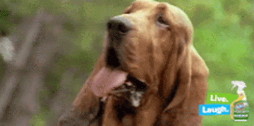 Bloodhound GIF - Bloodhound Hound Dog GIFs