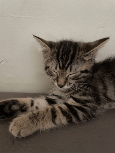 Cat Leo GIF - Cat Leo GIFs