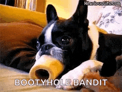 a boston terrier laying on a couch with a bone in its mouth and the words bootyhole bandit below it