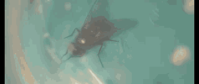 a fly is sitting on a blue surface in a bowl of water .
