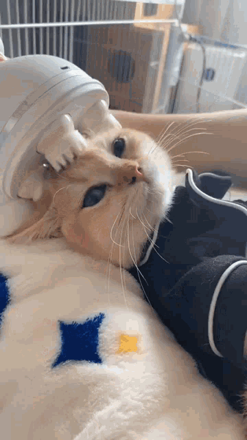 a cat is laying on a blanket with a person holding it