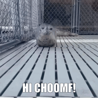 Choomf Choomfie GIF - Choomf Choomfie Seal GIFs