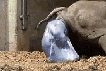 Elephant Baby Born GIF - Elephant Baby Born Nutrients GIFs