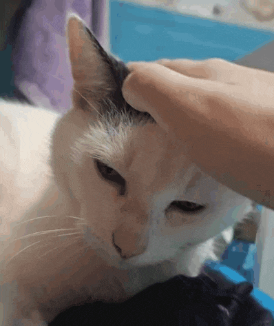 a person is petting a cat 's head with their finger .