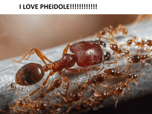 Pheidole Ant GIF - Pheidole Ant GIFs
