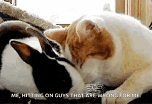 two cats are laying next to each other and one says me hitting on guys that are wrong for me .