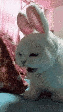 Rabbit Cat GIF - Rabbit Cat Shocked GIFs