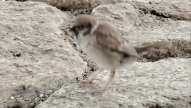 a small bird is standing on a rock looking for food .