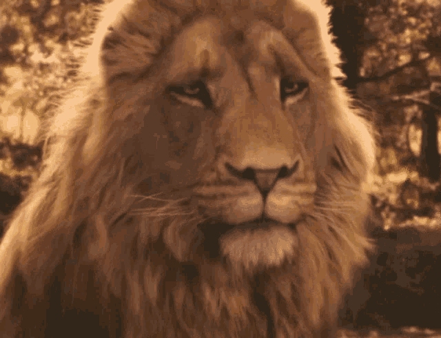 Narnia Aslan GIF - Narnia Aslan Lion GIFs