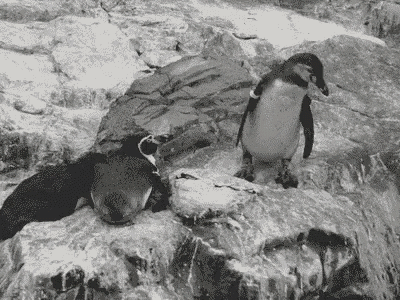 Penguins GIF - Penguin Push Bully GIFs