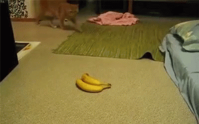 Bananas Cat GIF - Bananas Cat Scared GIFs