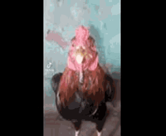 Chicken Beatbox GIF - Chicken Beatbox GIFs
