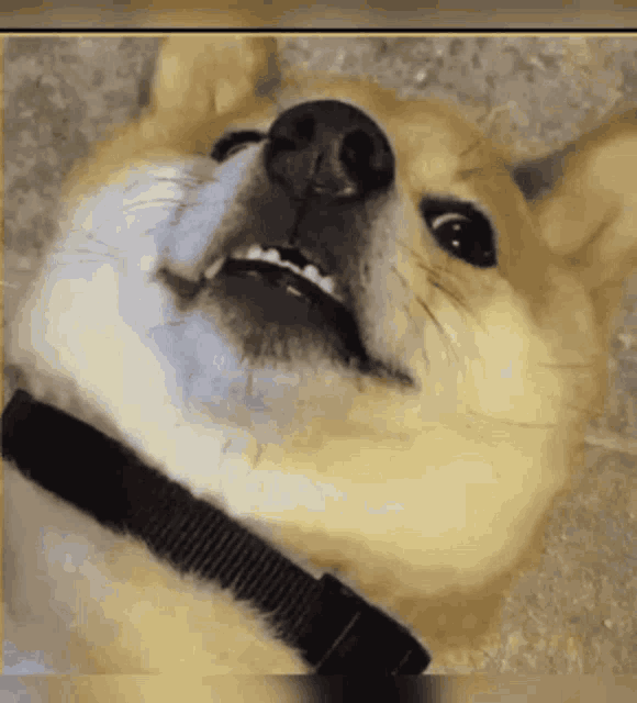 a close up of a dog 's face with its mouth open
