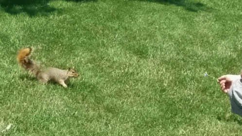 Happy Squirrel GIF - Happy Squirrel Flower GIFs