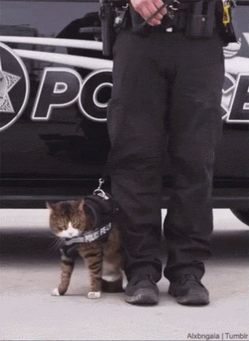 Police Cat GIF - Police Cat GIFs