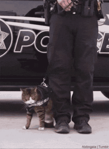 a police officer is standing next to a cat that is wearing a police vest