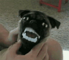 a pug dog is being held by a person and has a shark teeth mask on its face