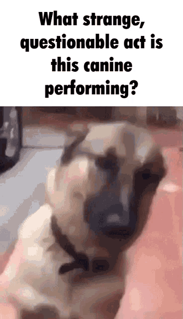 What The Dog Doin What Strange Questionable Act Is This Canine Performing GIF