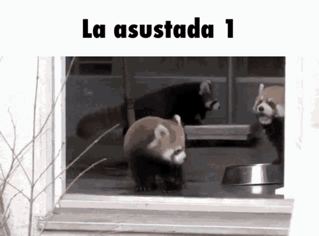 Red Panda La Asustada GIF - Red Panda La Asustada Kim GIFs
