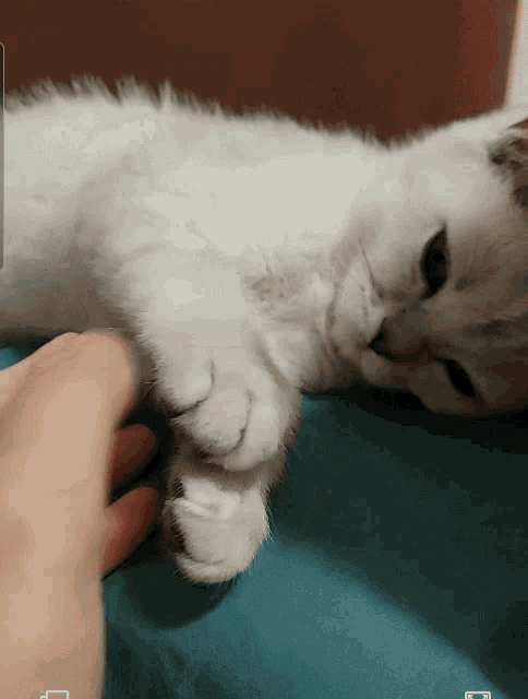 a person petting a white cat laying on a bed