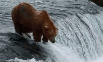 Bear Salmon GIF - Bear Salmon Assassin GIFs