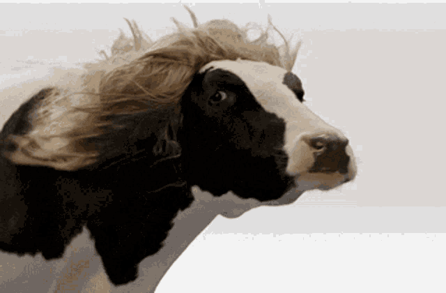 Moo Cow GIF - Moo Cow Farm GIFs