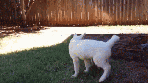 a white dog standing on its hind legs in a yard
