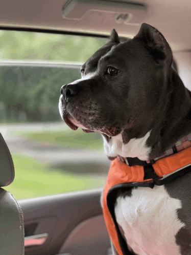 a black and white dog wearing an orange vest looks out the window