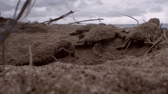 Group Of Turtles National Geographic GIF - Group Of Turtles National Geographic Baby Turtle Swimming Frenzy GIFs