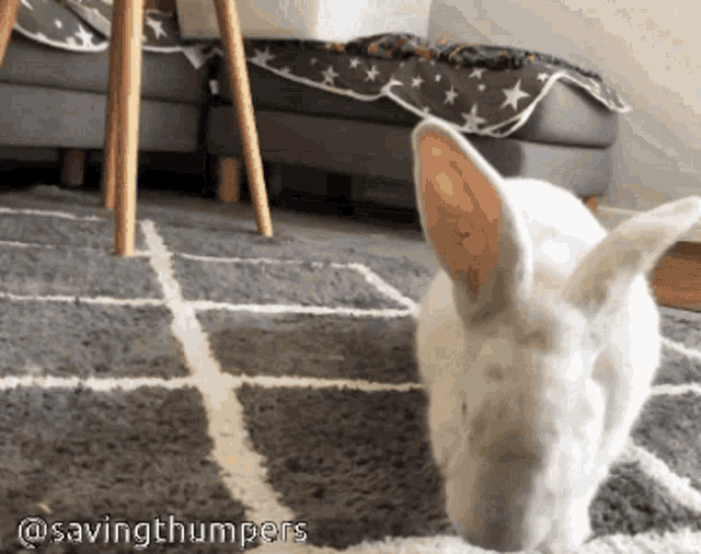 Rabbit Bunny GIF - Rabbit Bunny Flop GIFs