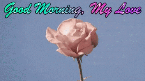 Good Morning My Love GIF - Good Morning My Love Flower Blooming GIFs