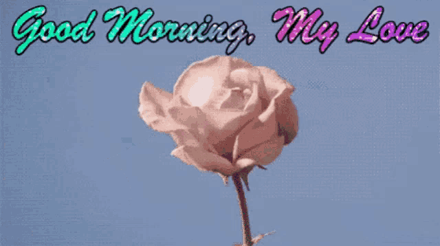 a pink rose on a blue background with the words good morning my love