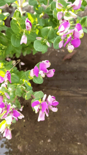 Flores GIF