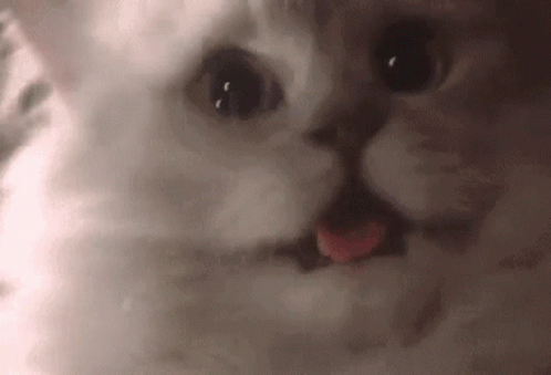 Cute Cat GIF - Cute Cat Pant GIFs